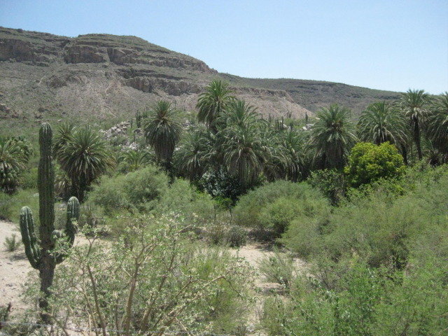 Baja2012-2291_b8409421c3d290f7d73e9f074e53f091da5e6bdf.jpg