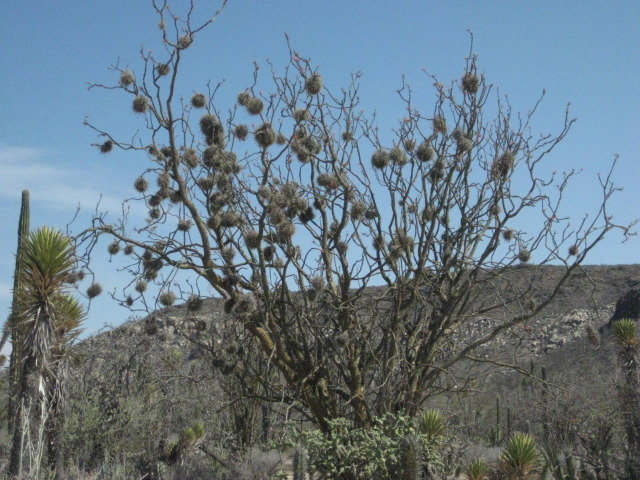 Baja2012-2339_cd2b12fe74f3e8c19efa65c587008622cb2936ab.jpg
