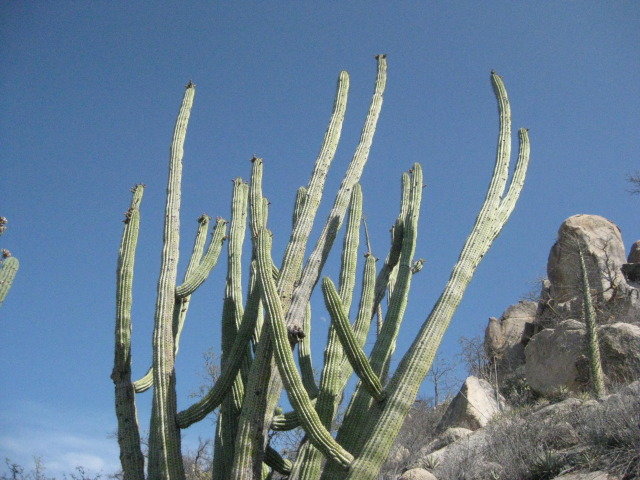 Baja2012-2344_7d02514f6ad371bd40f08f18b12ca3ca057796e7.jpg