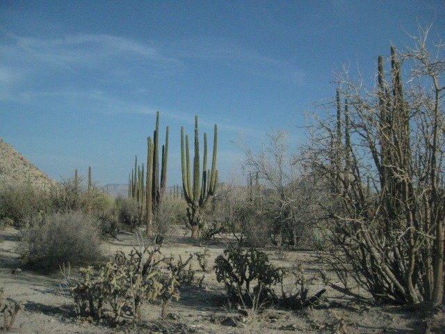 Baja2012-2413_ba2541a4887b4173b39fef37d29841e53df2fb84.jpg