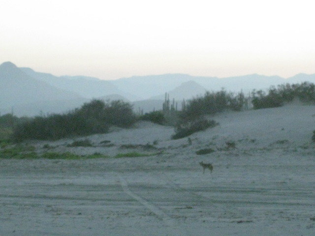 Baja2012-2433_0b93ac37ed942c5aa4dae3a2db2a15c5542e5a0c.jpg