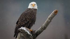 bald eagle.jpg