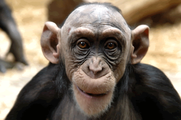 bald-monkey_7e34c3741b7d9fb9a1807866f2a4188c24102c05.gif