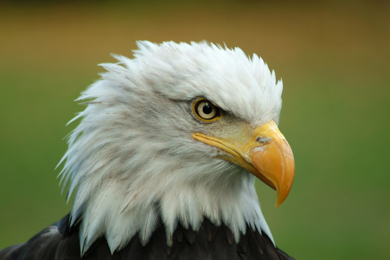 Bald_Eagle_Head.jpg