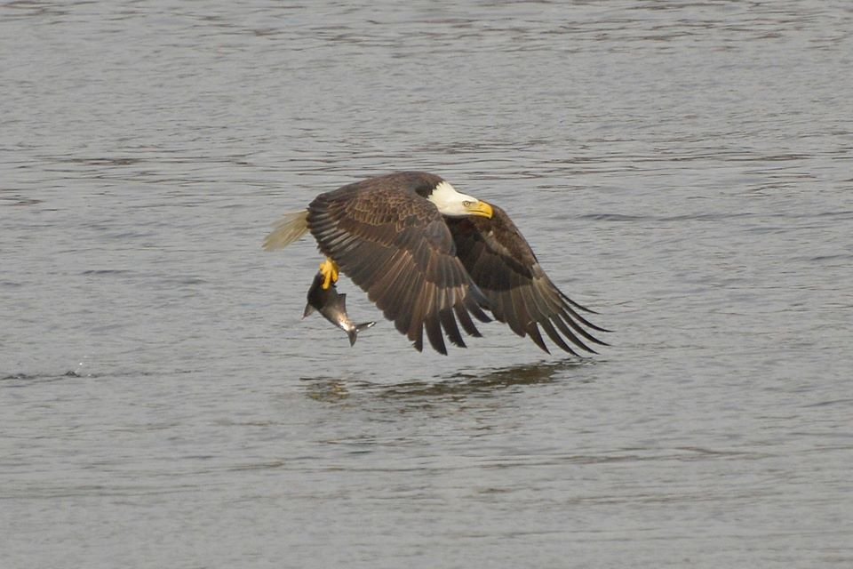 BaldEagle_zps7aca78c8_ba991cbe7508768930e54e3da864f97b78117f63.jpg