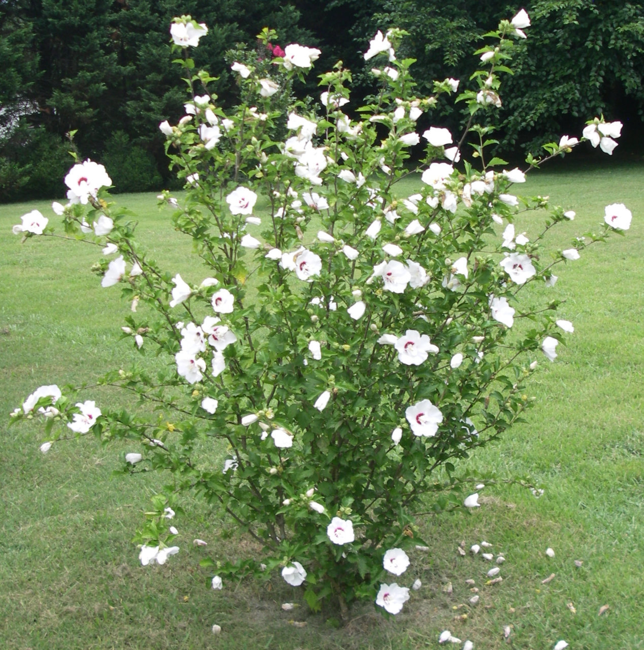 bali_hibiscus_1.jpg
