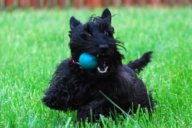 Ball_zps6caf77d8_7ac0a45e3a3141dcee60607a69ec98d66fff26ac.jpg