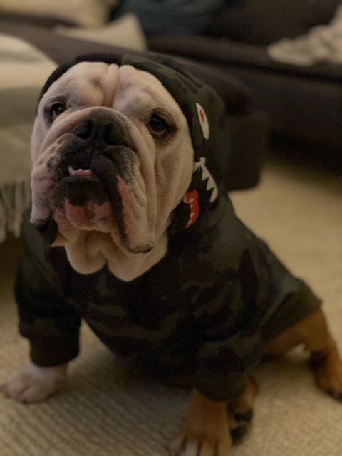 Baloo 3.jpg