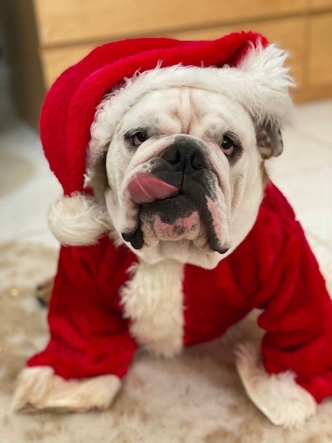 Baloo Christmas.jpg