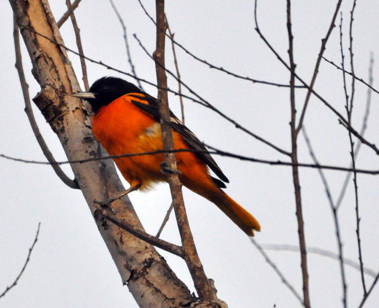 Baltimore Oriole.jpg