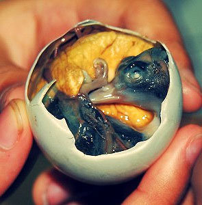 balut (1).jpg