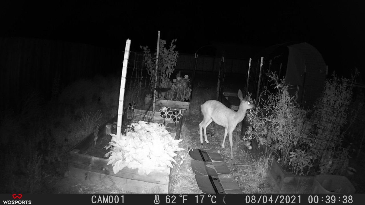 bambi 1.jpg