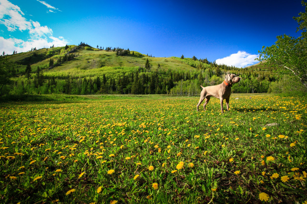 BANE FLOWER FIELD (1 of 1).jpg