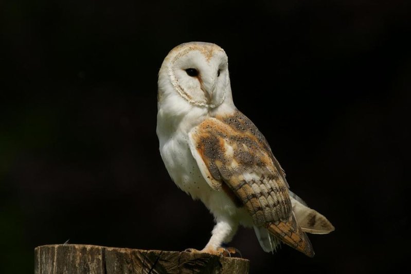 Barn-Owl-2.jpg