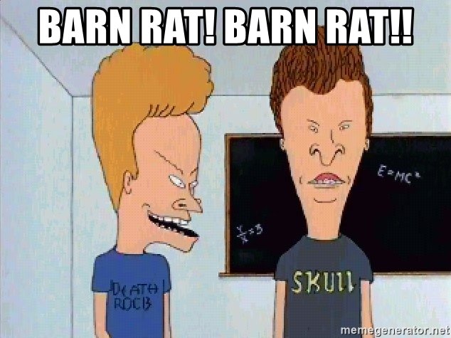 barn-rat-barn-rat.jpg