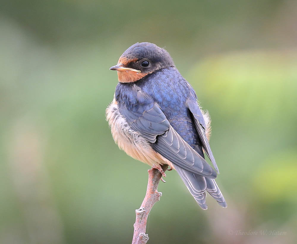 Barn Swallow Young 1.jpg