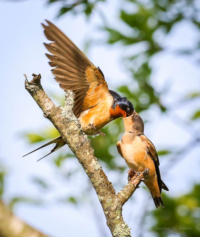 Barn Swallows Swallowing.jpg