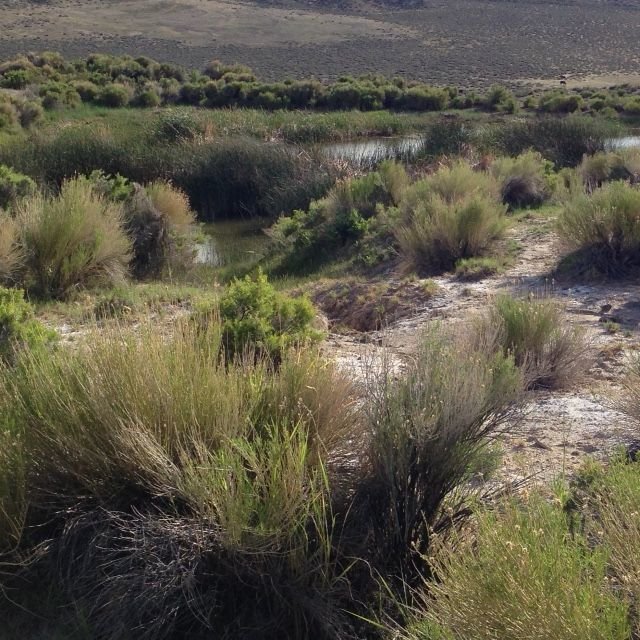 Barrel Springs.jpg