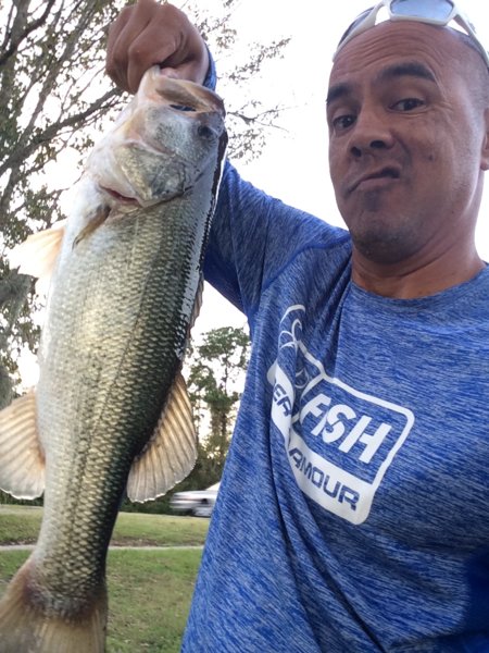 Bass 1.jpg