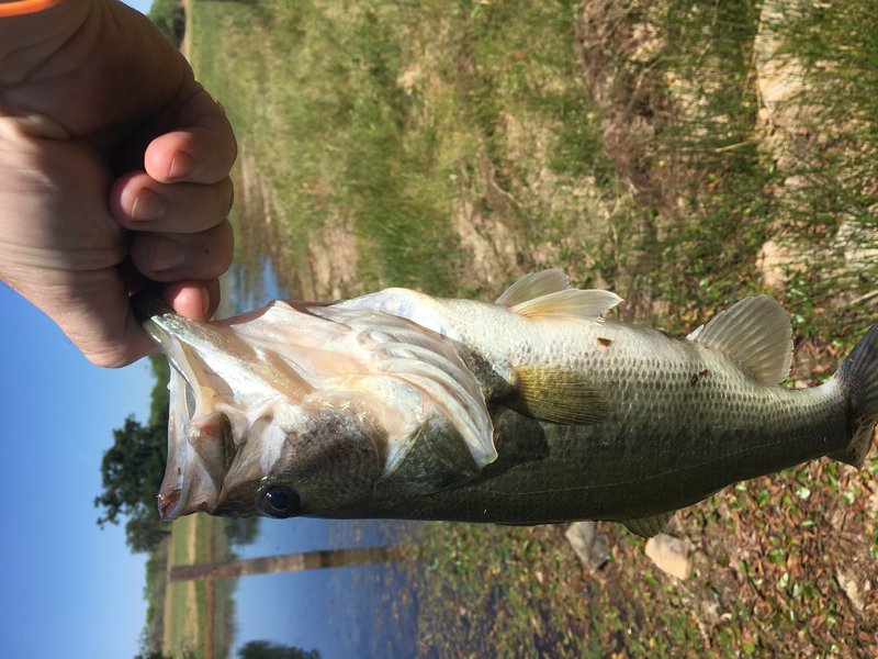 bass1.jpg