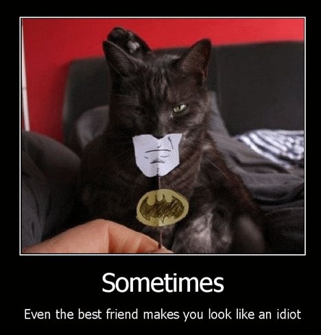 batmancat_c2557915d8a1d50ee5b19d60402aa8accbf497fa.jpg