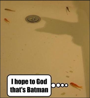 batmanfish_26aeac37691751fe422b6680c15fdd936a332d94.jpg