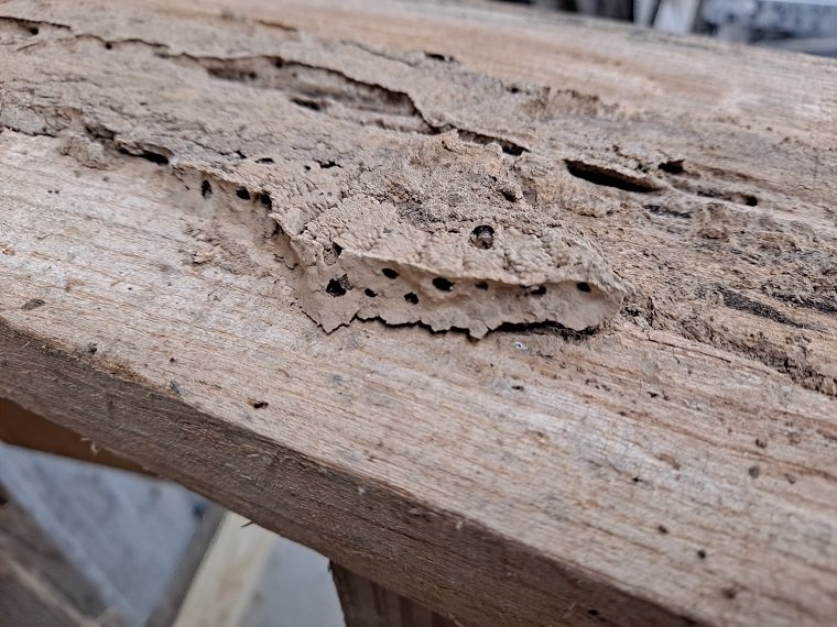 Bay4termite.jpg