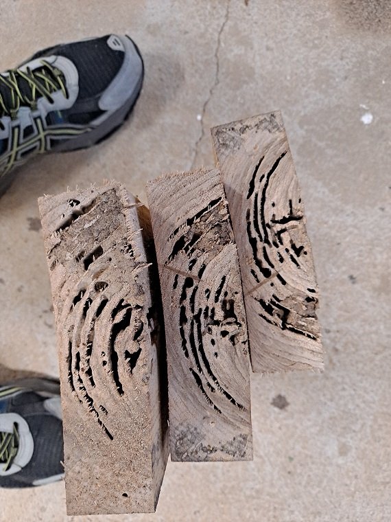 Bay4termite1.jpg