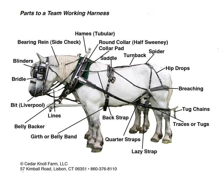 bb66a9a4726fa01d65c0b644fb91af7d--horse-carriage-percheron-horses.jpg