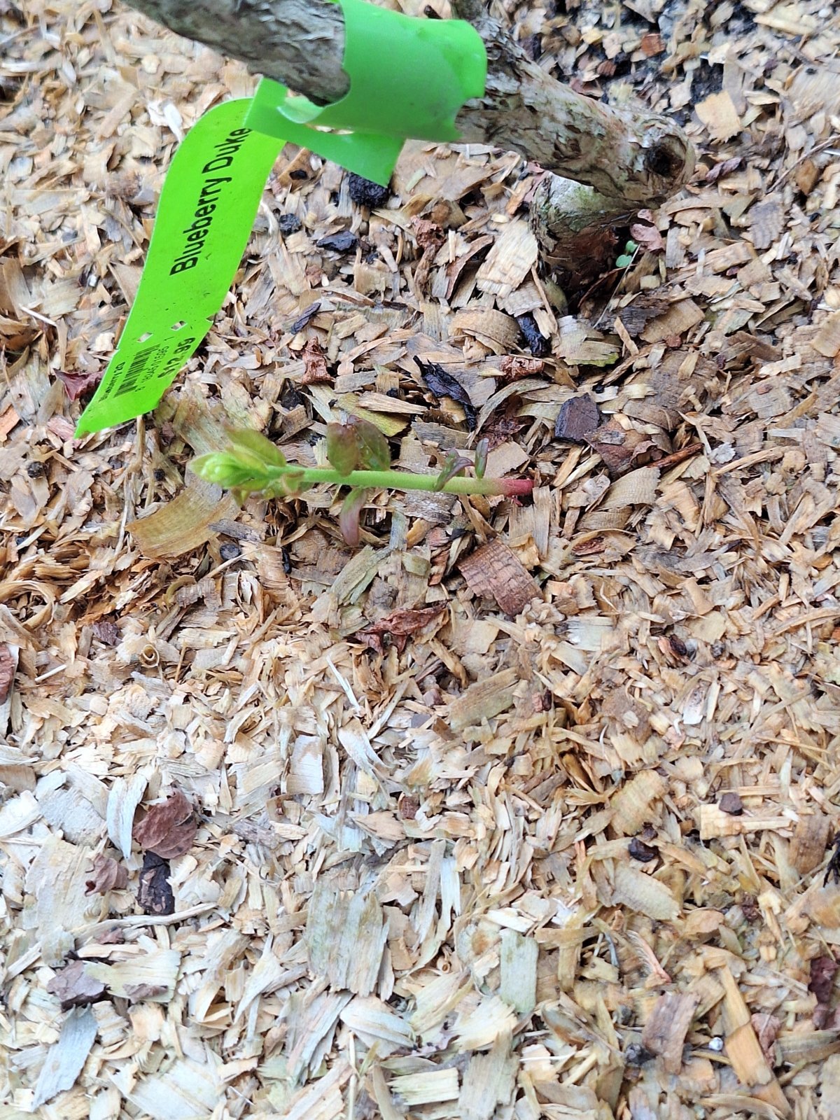 BBnewgrowth.jpg