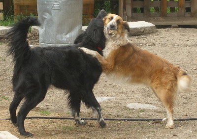 bdogs.jpg