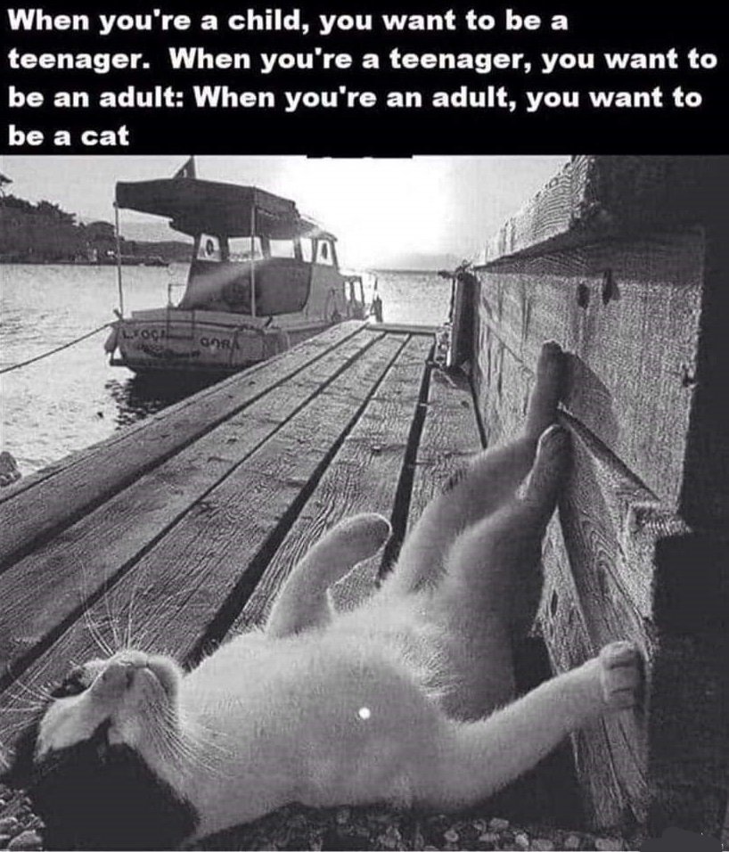 be-a-cat.jpg