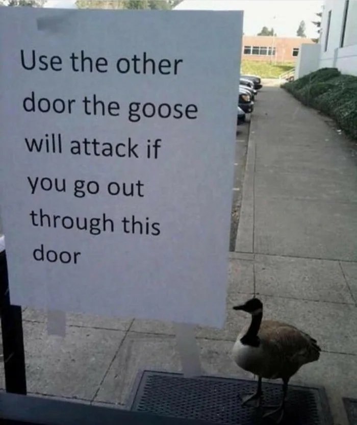Be-ware-of-the-duck-goose.jpg