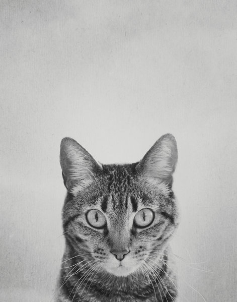 Bean-4 yr.jpg