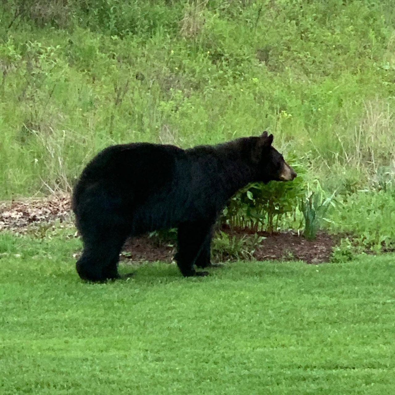 Bear 1.jpg