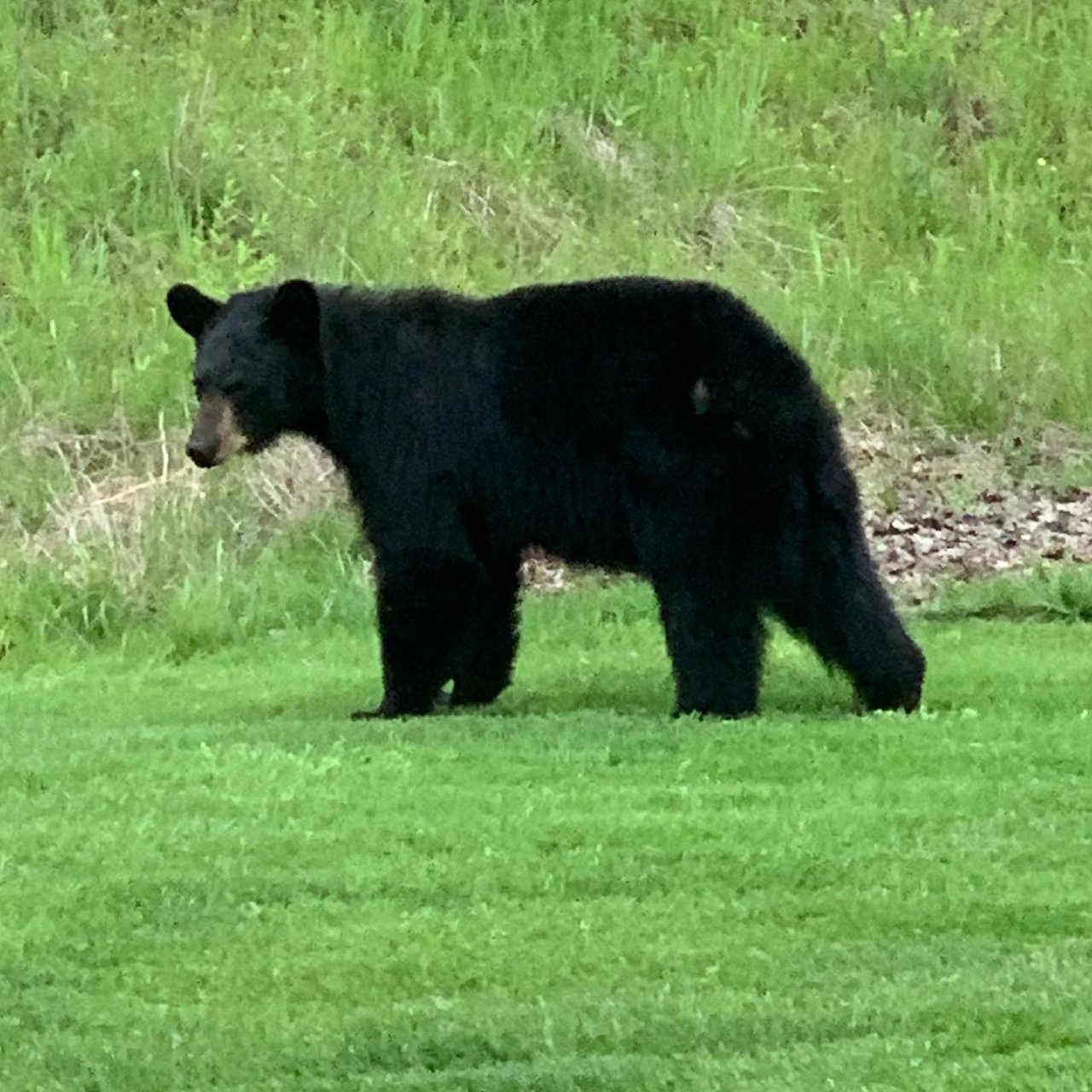 Bear 2.jpg