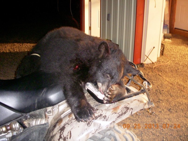 Bear down.jpg