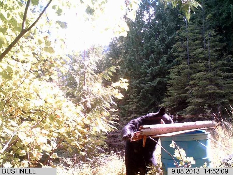 bear.jpg