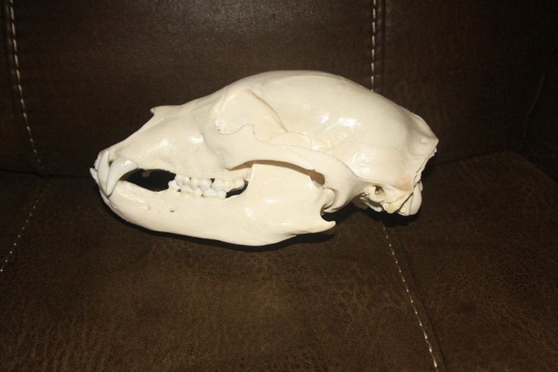 bear.jpg