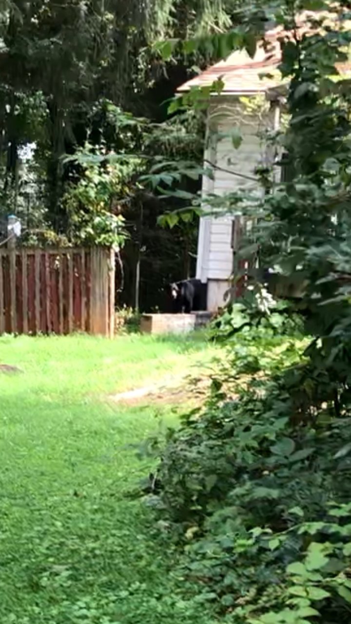 Bear.jpg