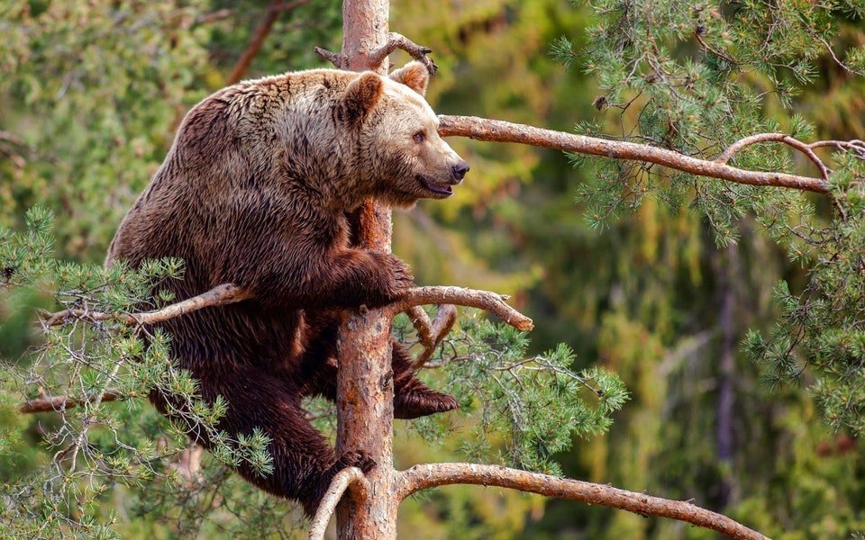 Bear.jpg