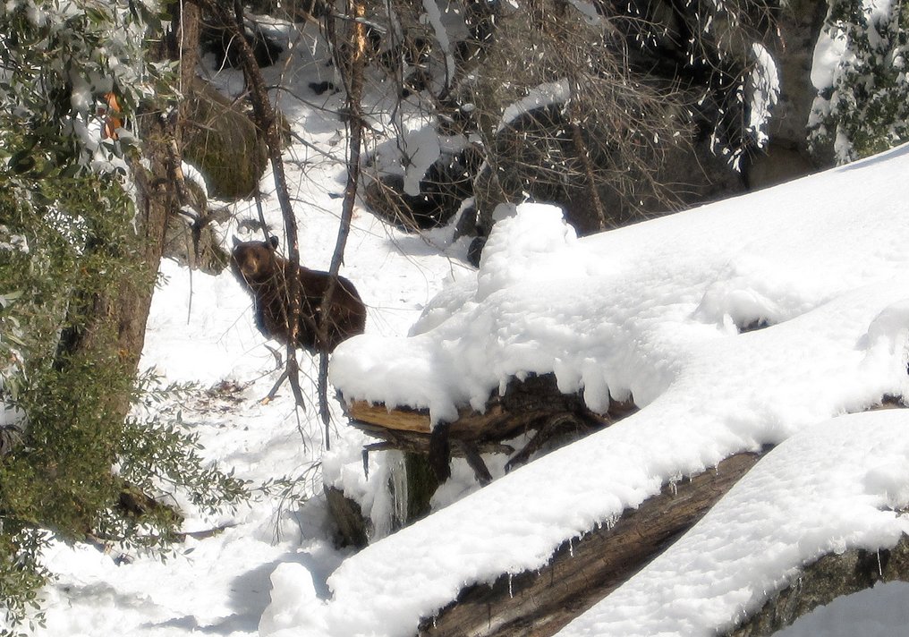 bear.jpg