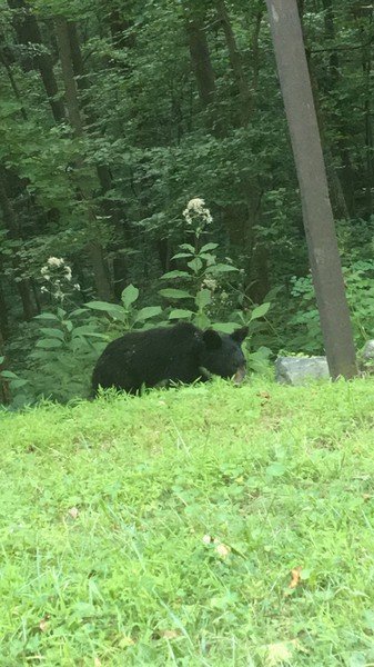 bear.jpg