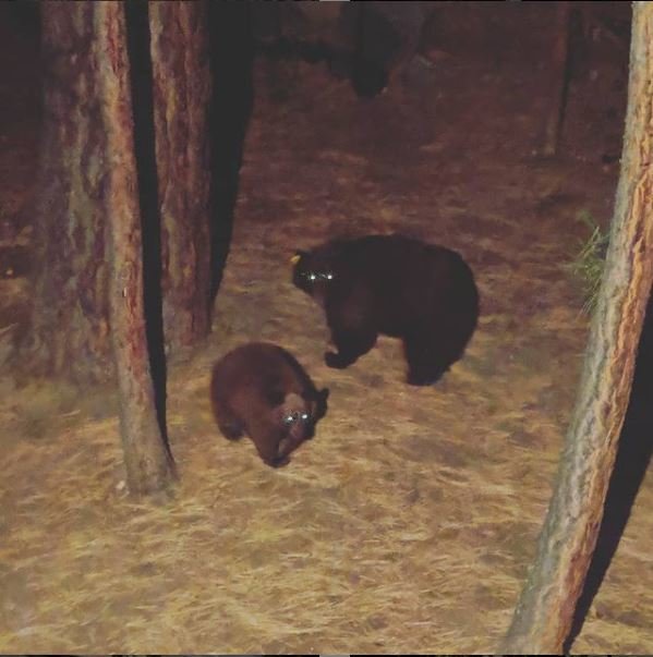 bear.jpg