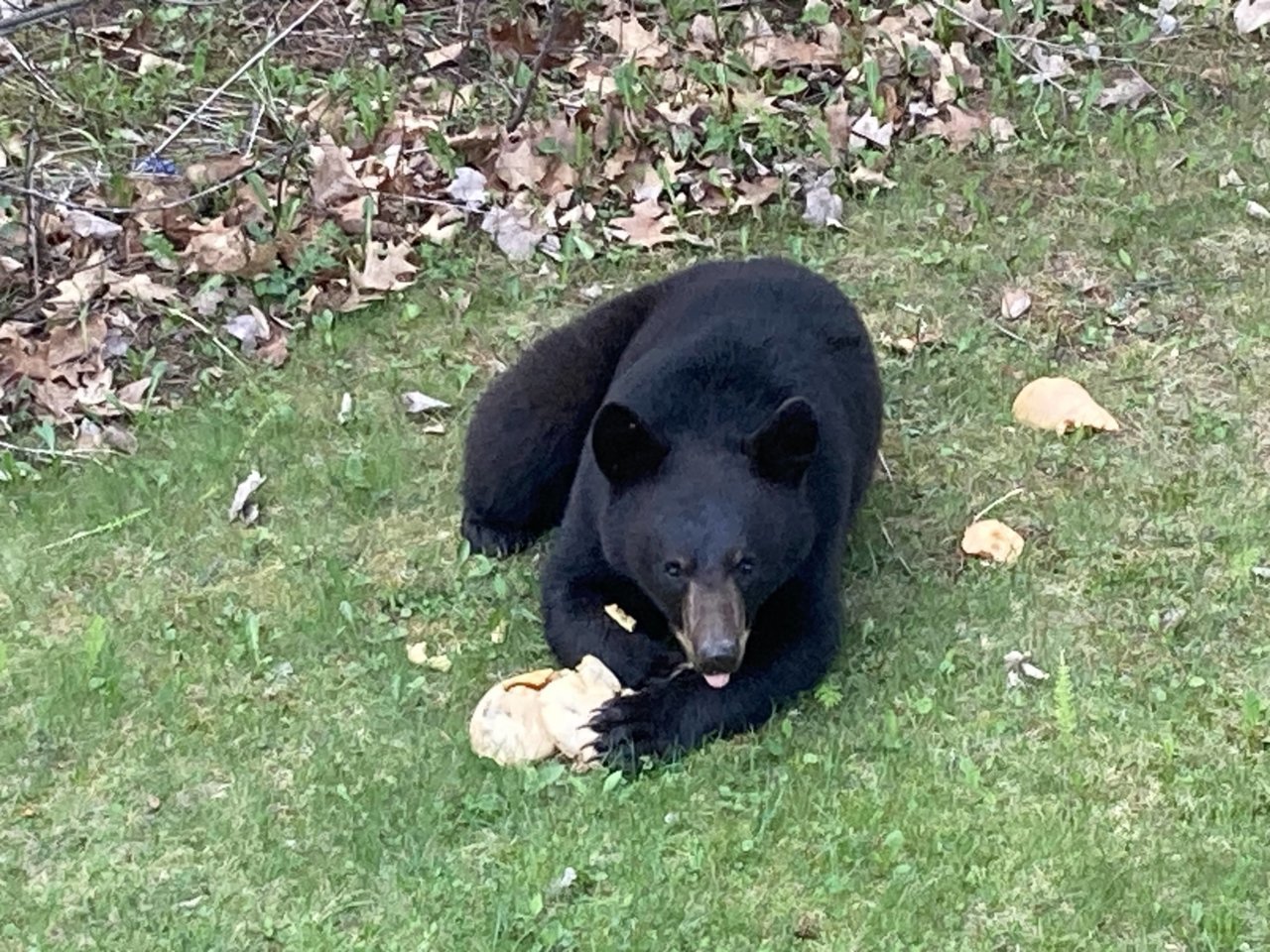 Bear.jpg