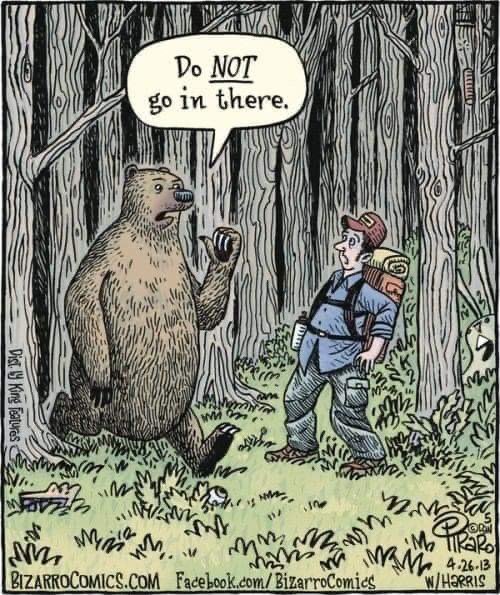 bear.jpg