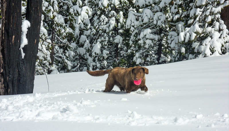 Bear red ball-13087.jpg
