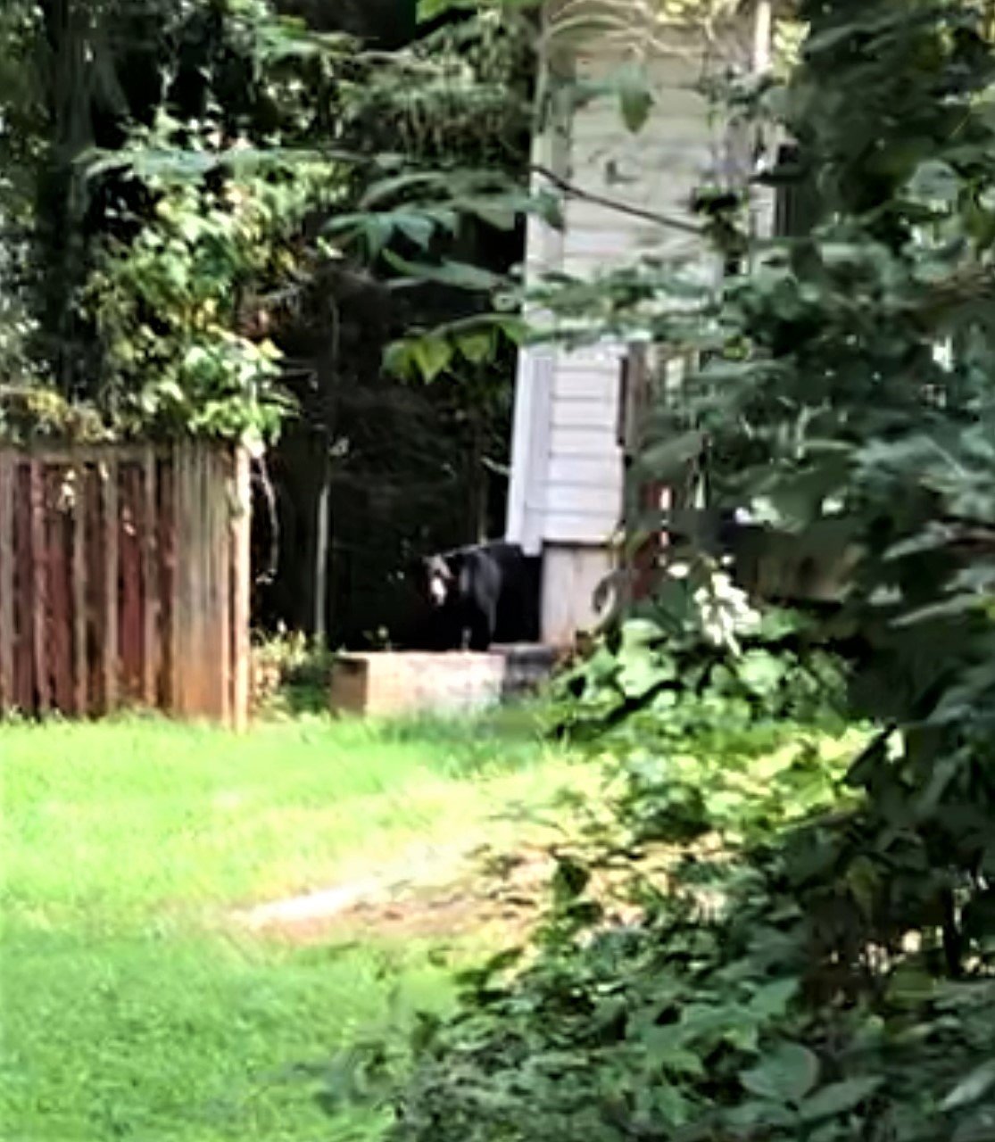 Bear2.jpg