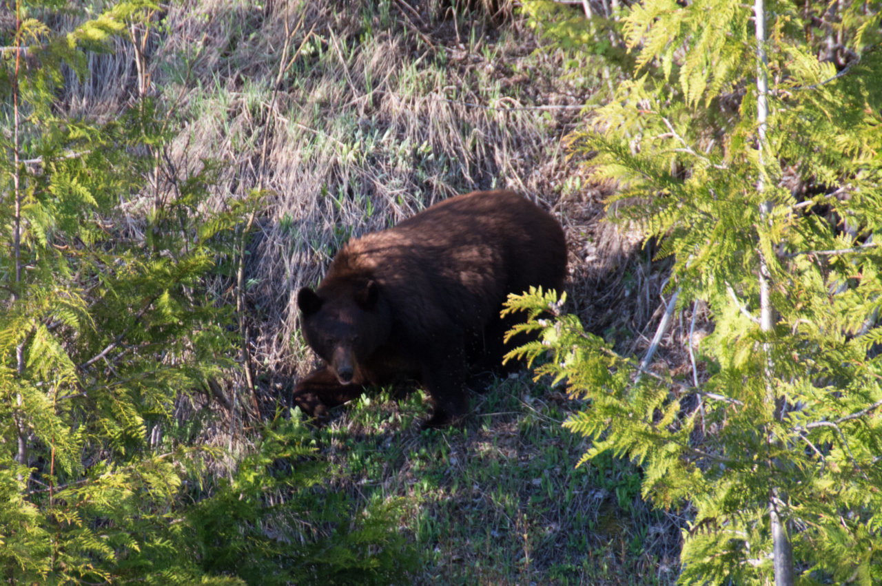 bear5 (1 of 1).jpg