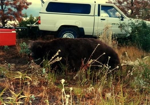 bear93.jpg